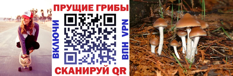 Галлюциногенные грибы Psilocybe Чернушка